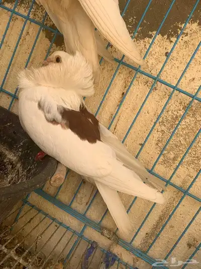 أعرض زوج ا جميل ا من الحمام البلجيكي مع 4 فروخ لطيفة 0