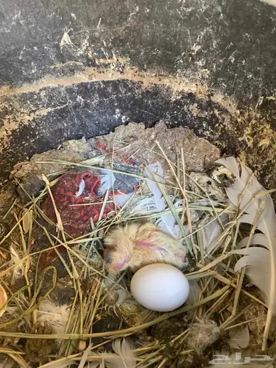 أعرض زوج ا جميل ا من الحمام البلجيكي مع 4 فروخ لطيفة 4