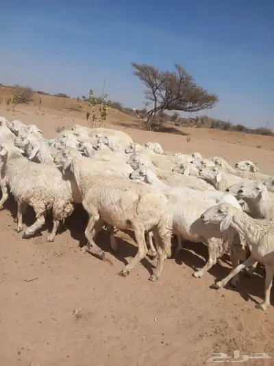 غنم طيبه العدد 85 راس فحولها 2 مراح واحد ديوس سليمه 2