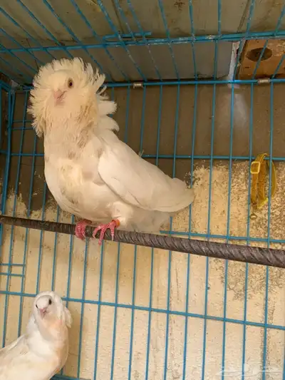 أعرض زوج ا جميل ا من الحمام البلجيكي مع 4 فروخ لطيفة 9
