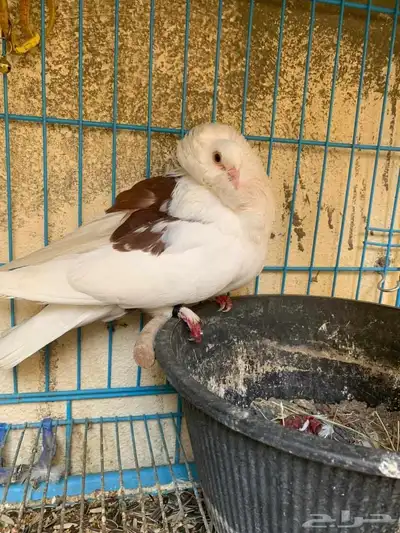 أعرض زوج ا جميل ا من الحمام البلجيكي مع 4 فروخ لطيفة 6