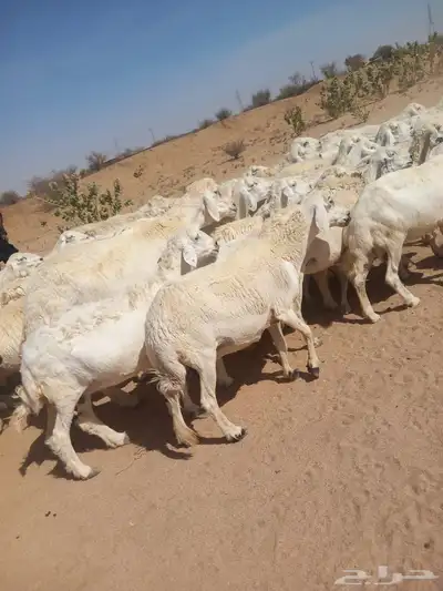 غنم طيبه العدد 85 راس فحولها 2 مراح واحد ديوس سليمه 0