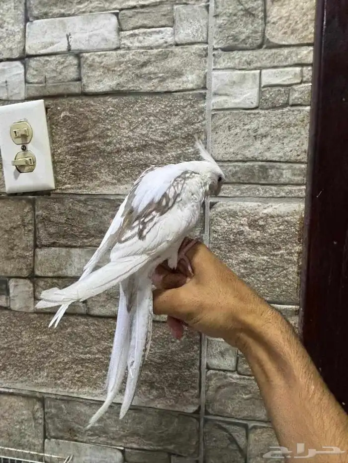 كروان اليف 3