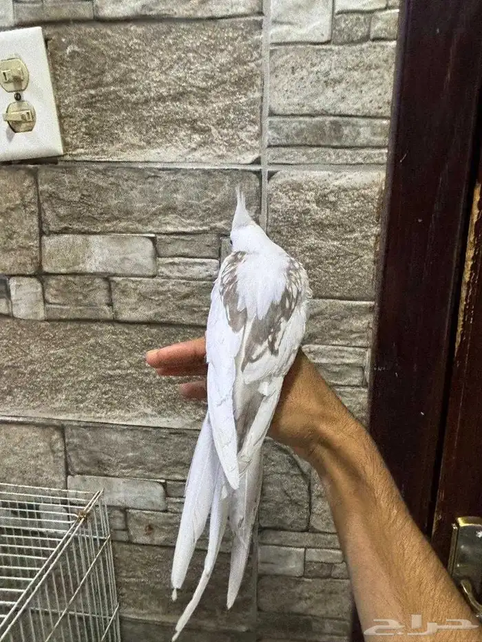 كروان اليف 0