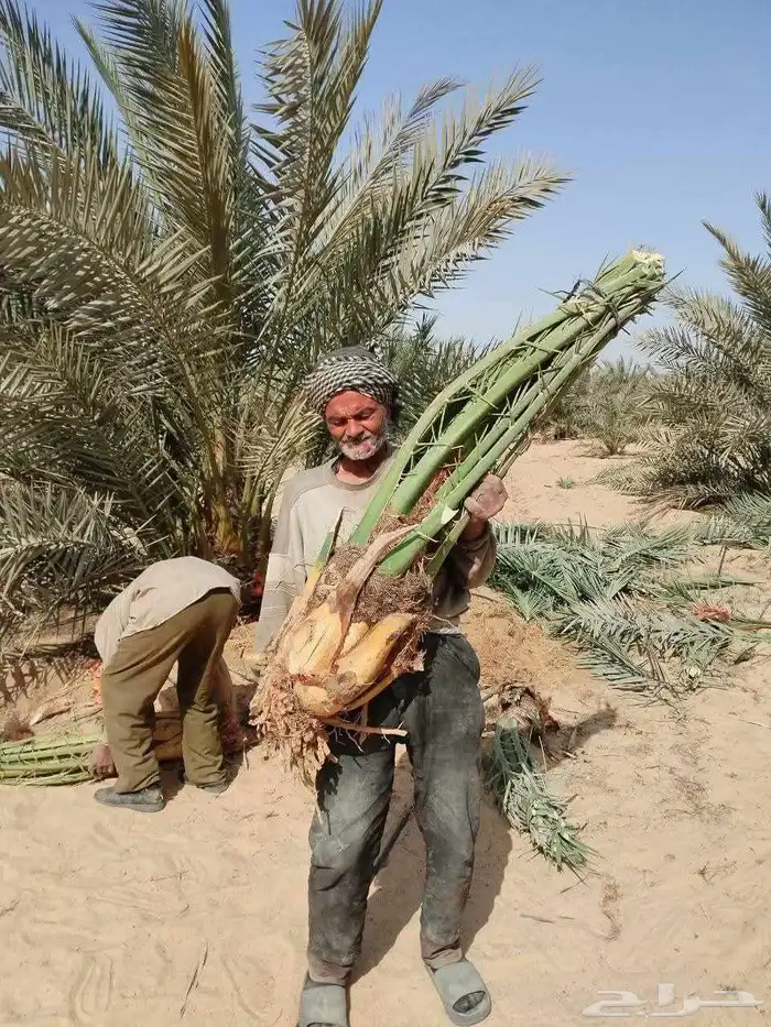 نخل فروخ صقعي ومجدول وخلاص 1