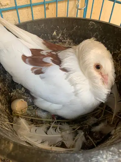 أعرض زوج ا جميل ا من الحمام البلجيكي مع 4 فروخ لطيفة 7