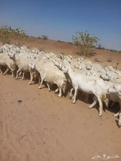 غنم طيبه العدد 85 راس فحولها 2 مراح واحد ديوس سليمه 1