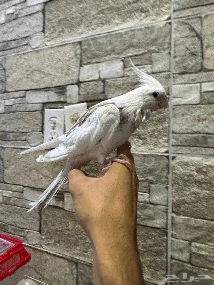 كروان اليف 4