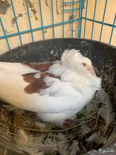 أعرض زوج ا جميل ا من الحمام البلجيكي مع 4 فروخ لطيفة 3