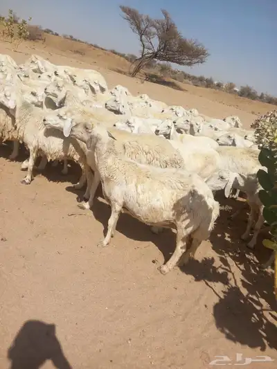 غنم طيبه العدد 85 راس فحولها 2 مراح واحد ديوس سليمه 3