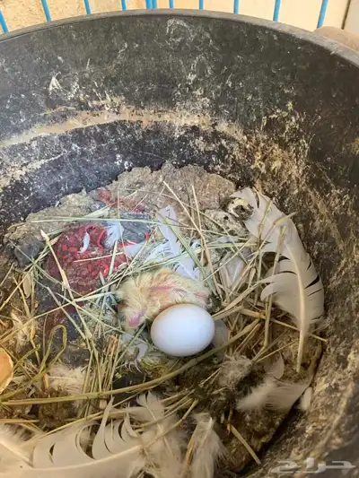 أعرض زوج ا جميل ا من الحمام البلجيكي مع 4 فروخ لطيفة 8