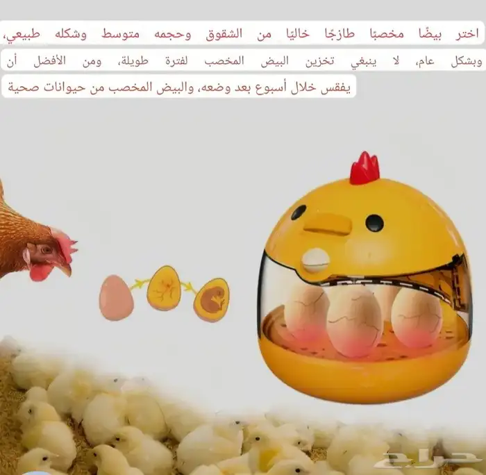 فقاسة صغيرة عدد 5 بيضات 10