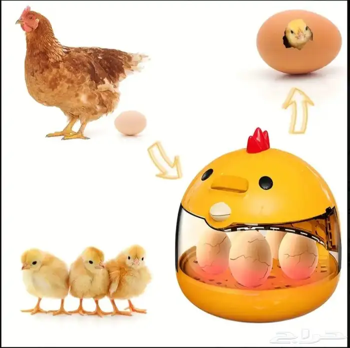 فقاسة صغيرة عدد 5 بيضات 2