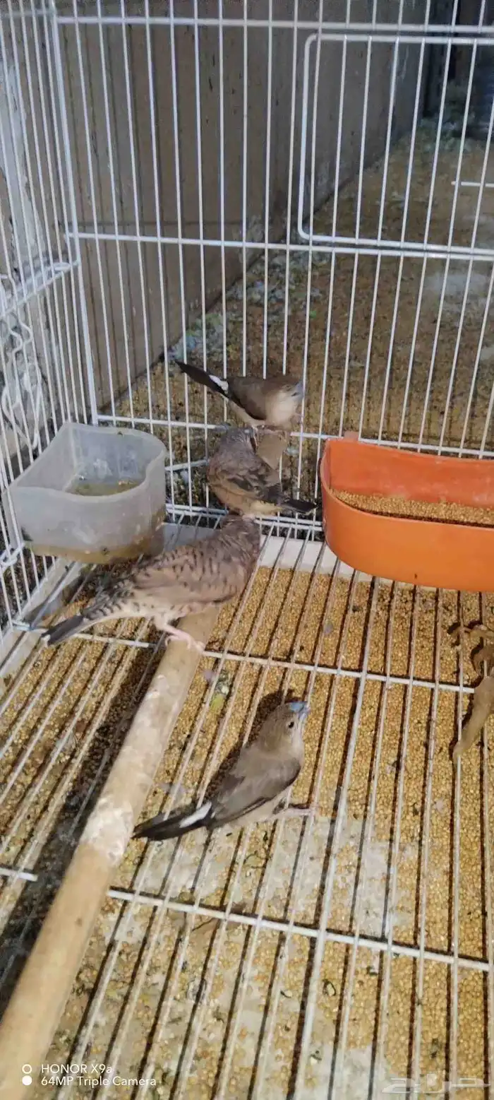 ذكرين مدبوح وحبتين زيبرا باكستاني 2