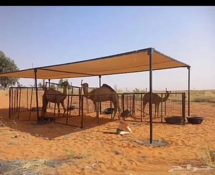 مضلة ابل 7