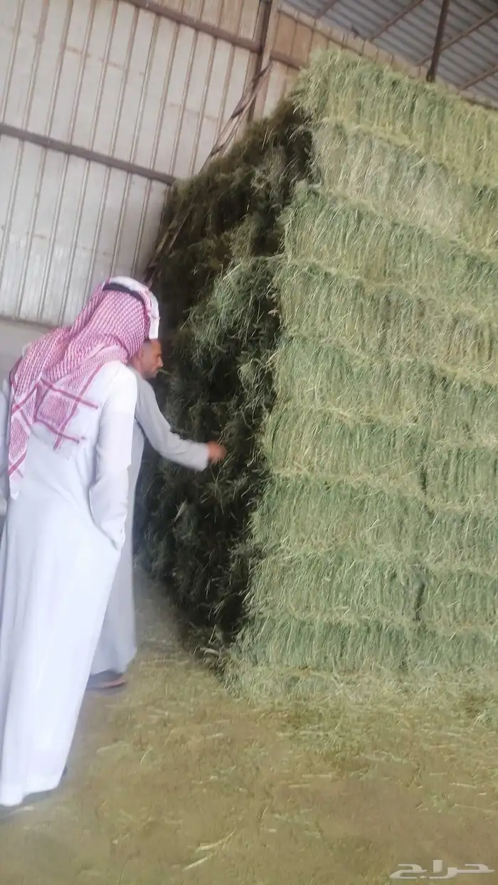 سوق البرسيم الاعلاف بالجمله 4