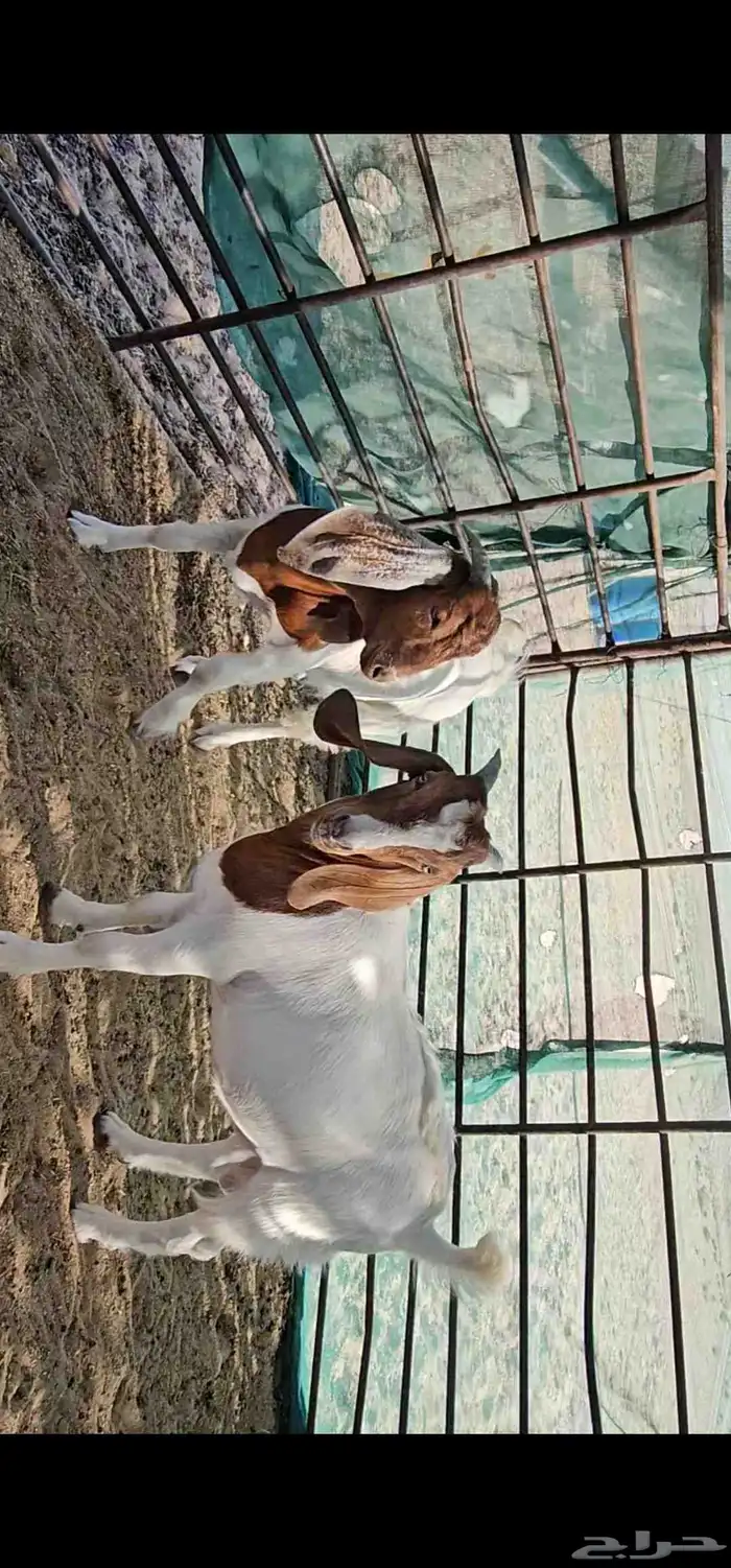 للبيع هجين بورقوت مع عوارض 2