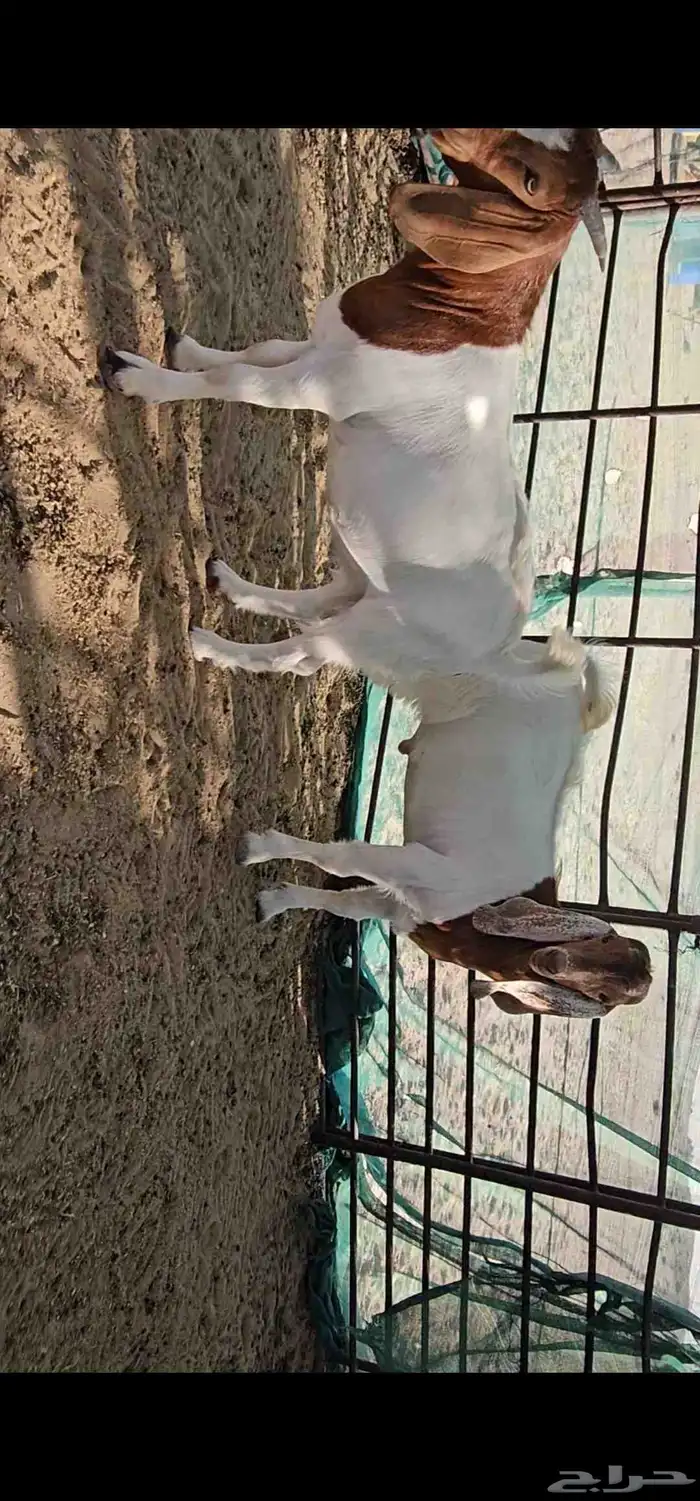 للبيع هجين بورقوت مع عوارض 5