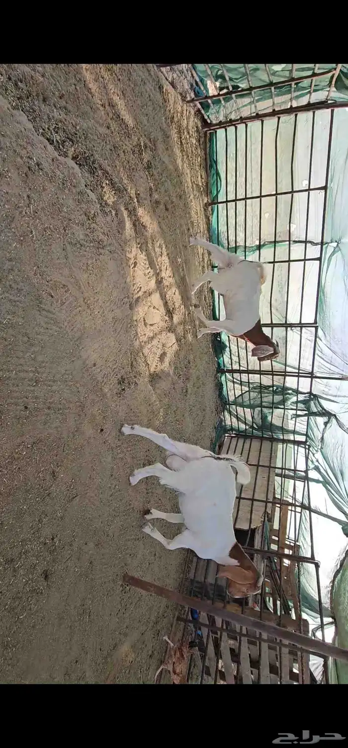 للبيع هجين بورقوت مع عوارض 6