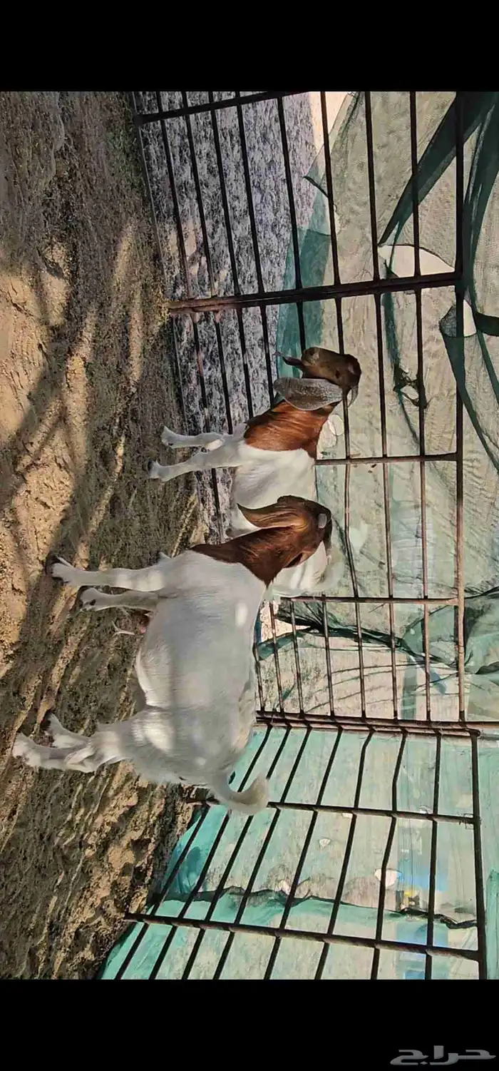 للبيع هجين بورقوت مع عوارض 3