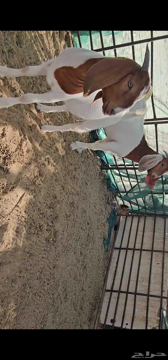 للبيع هجين بورقوت مع عوارض 1