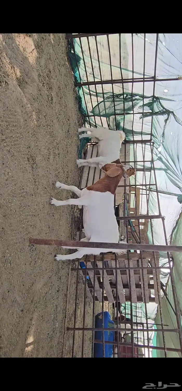 للبيع هجين بورقوت مع عوارض 4