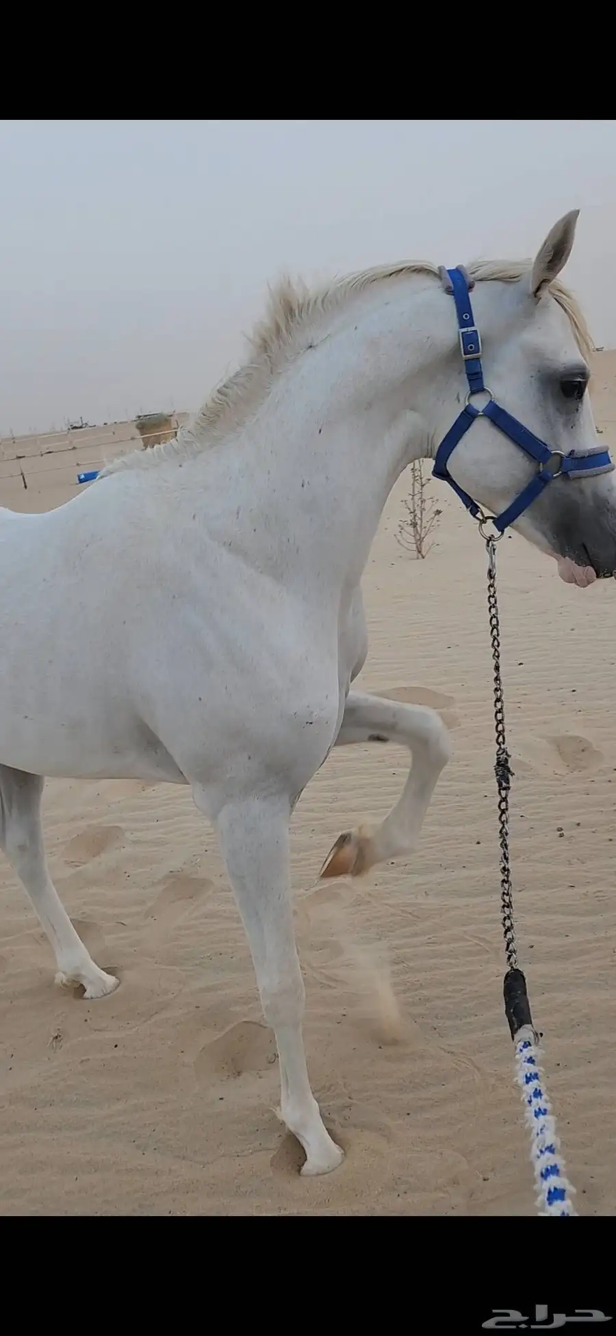 حصان شعبي للبيع 1