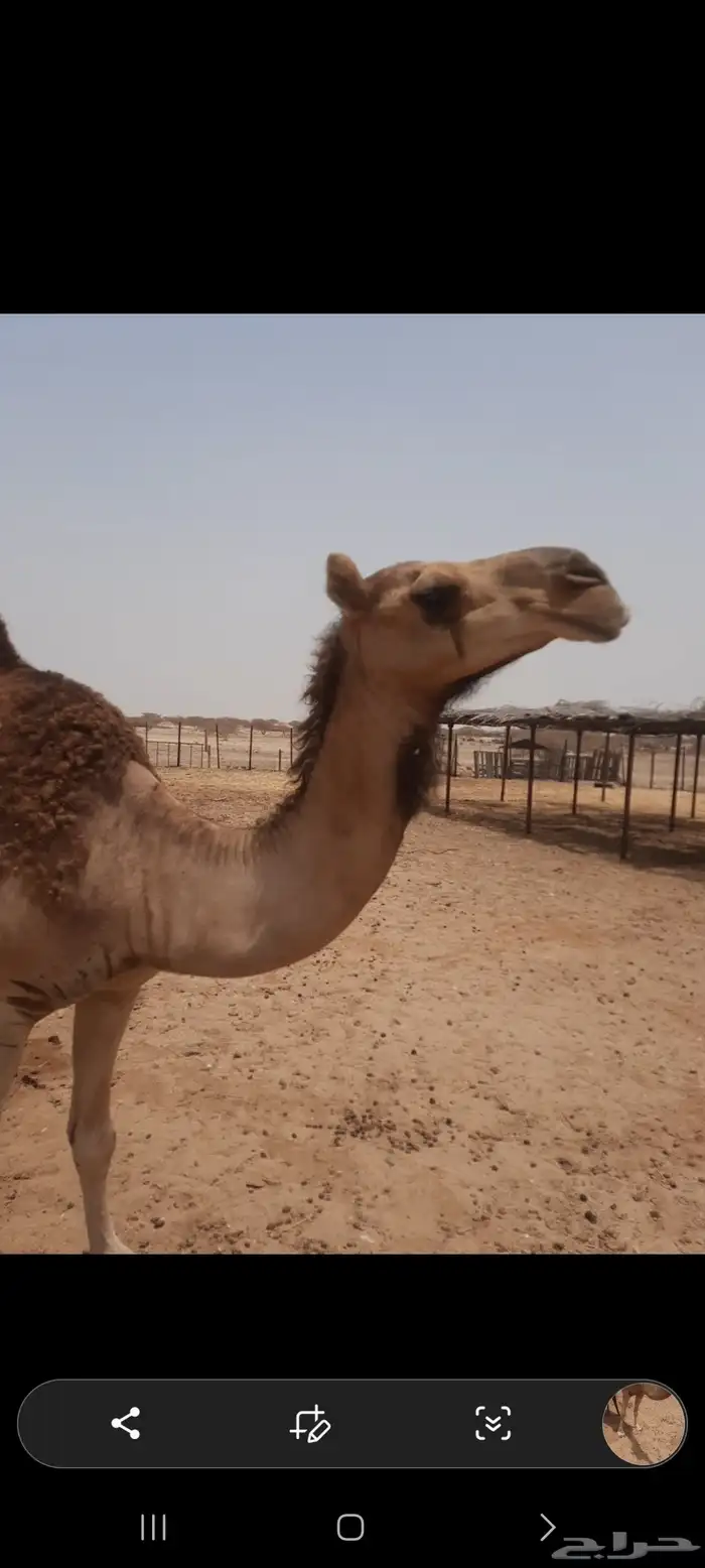 بكره كنانيه حمرا العمر 3 سنوات و 5 اشهور 2
