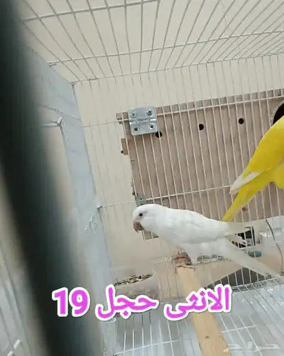 تم البيع الله يبارك لراعي بعدد ريشه 5