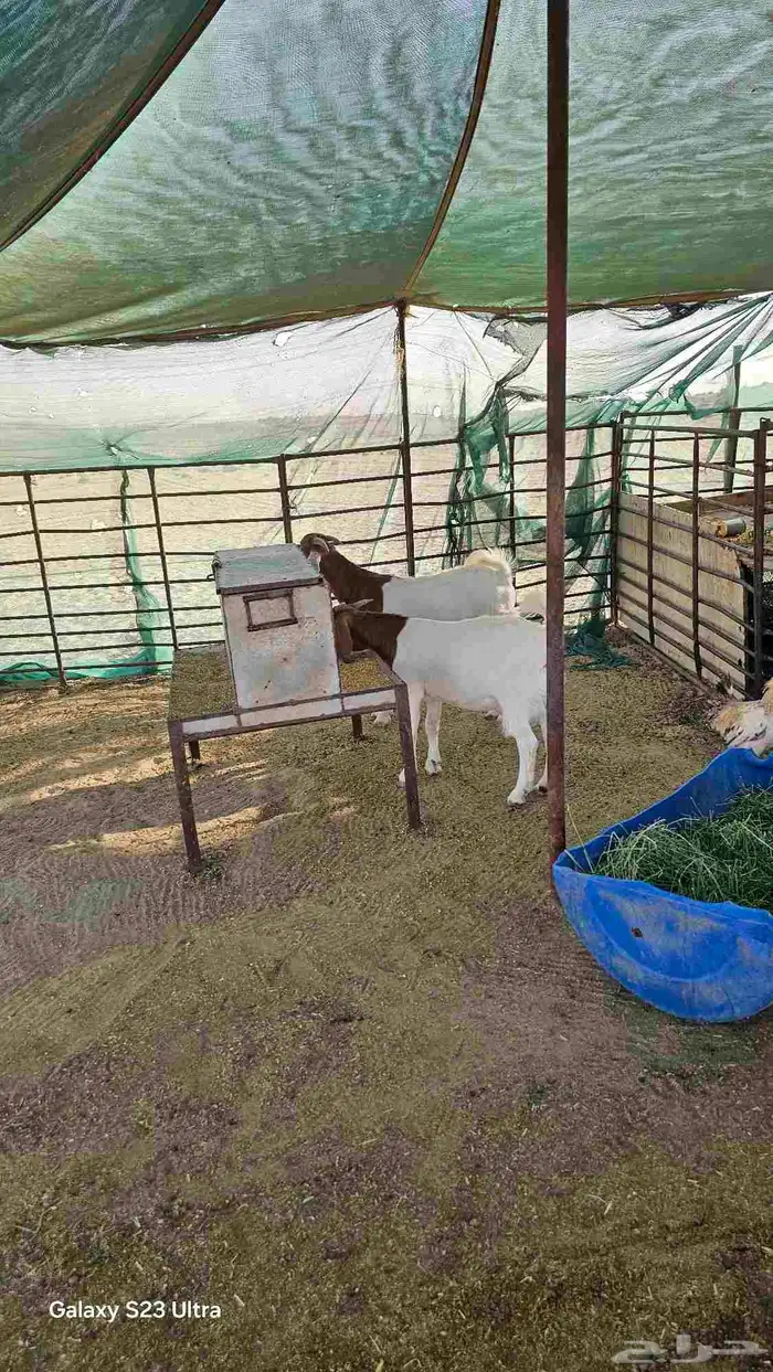 للبيع هجين بورقوت مع عوارض 0