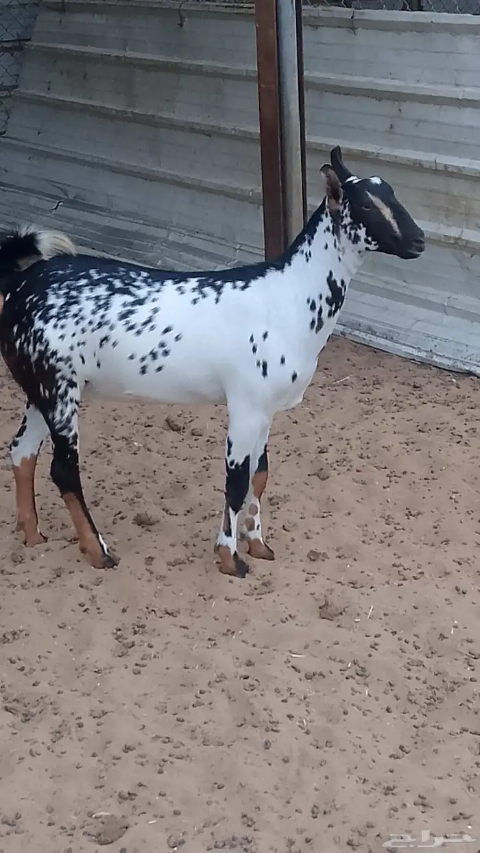 رخيل تيوس وعنق كباش 5