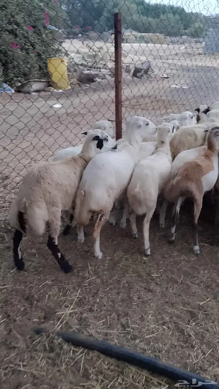 رخيل تيوس وعنق كباش 0