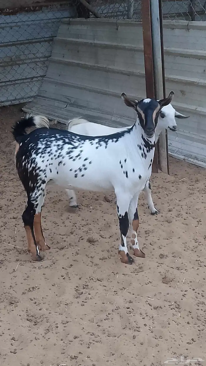 رخيل تيوس وعنق كباش 6