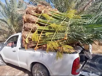 ابوسجاد توريد جميع انواع النخل وتكريب جميع انواع الشبوي 3