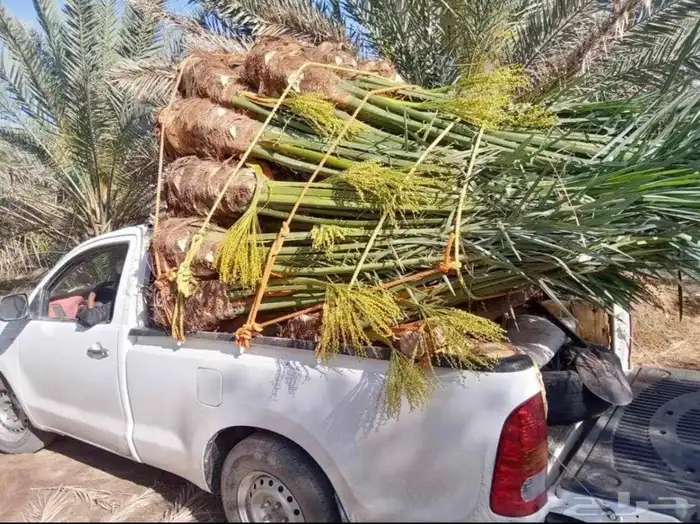 ابوسجاد توريد جميع انواع النخل وتكريب جميع انواع الشبوي 3