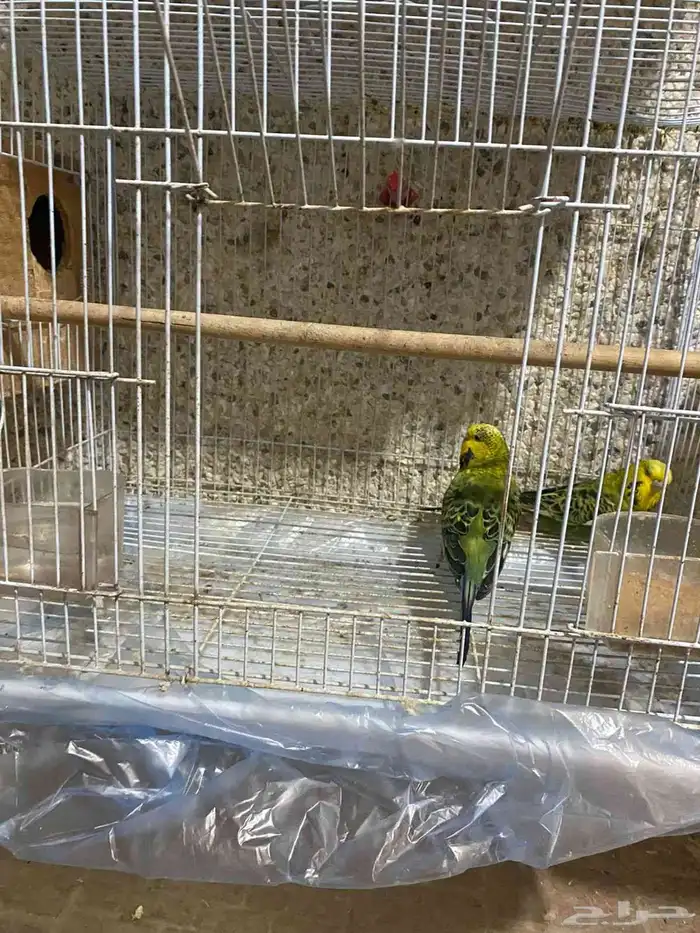 طيور الحب بادجي (هوالندي)شرط منتج 8