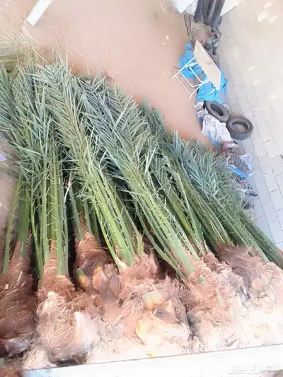 ابوسجاد توريد جميع انواع النخل وتكريب جميع انواع الشبوي 16