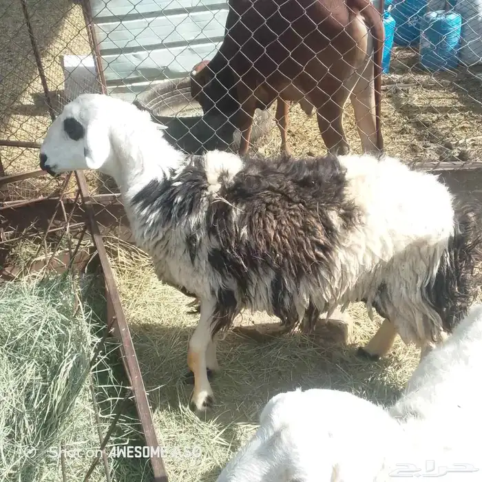 سره عبيده 0