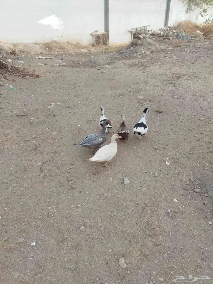 للبيع بط بلدي العدد 5 0