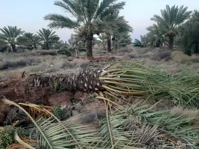 يوجد لدينا جميع انواع النخل والش نخل 8
