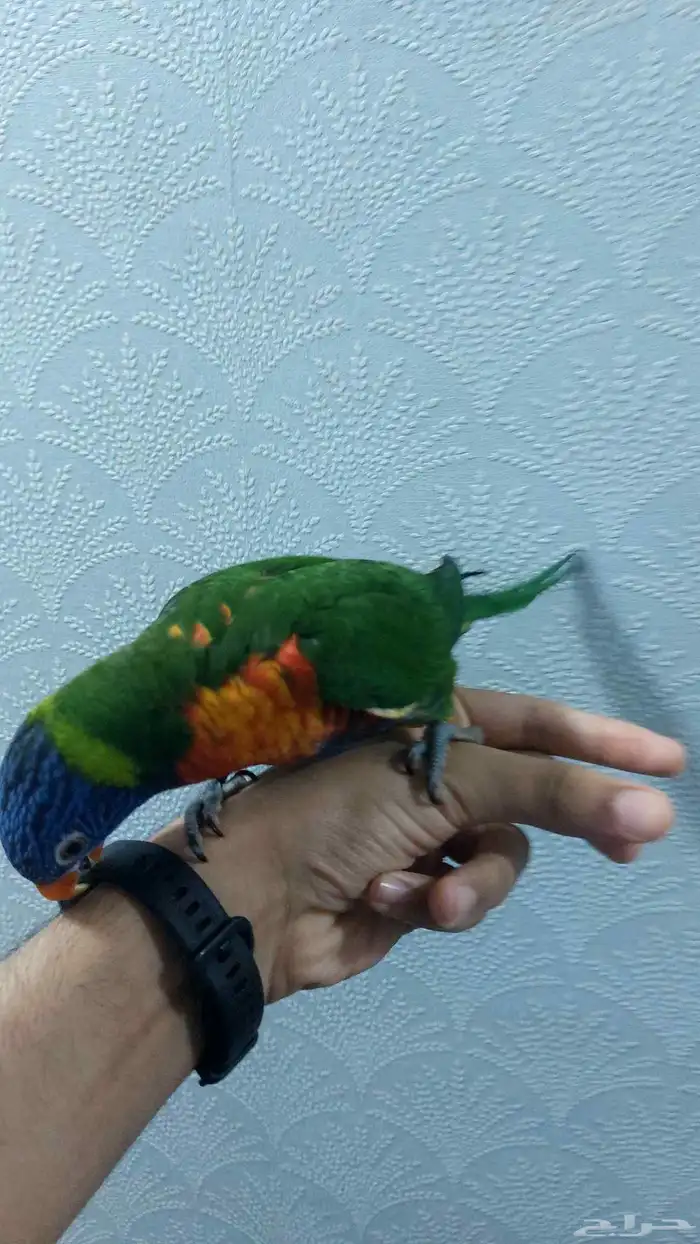 لوري ريمبو اليف ذكر محلل بشهادة 4