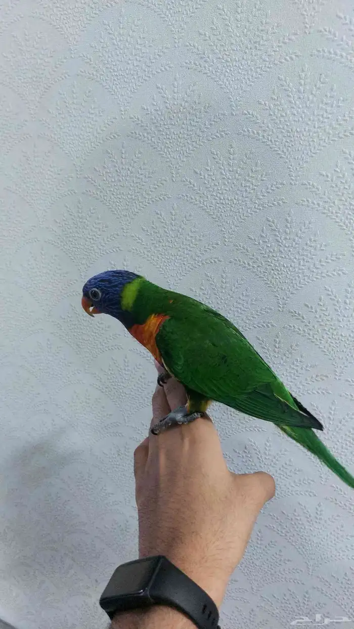 لوري ريمبو اليف ذكر محلل بشهادة 5