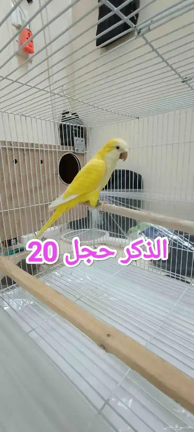 تم البيع الله يبارك لراعي بعدد ريشه 4