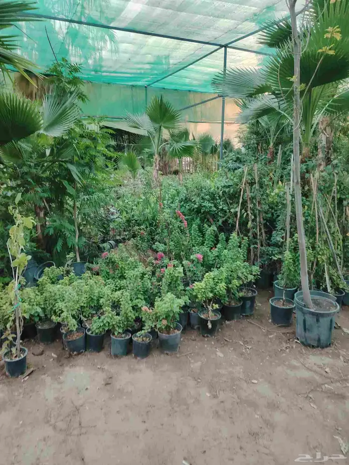 أشجار مثمره برتقال ملكي وعادي مثمر ليمون مثمر نخل واشنطني 2