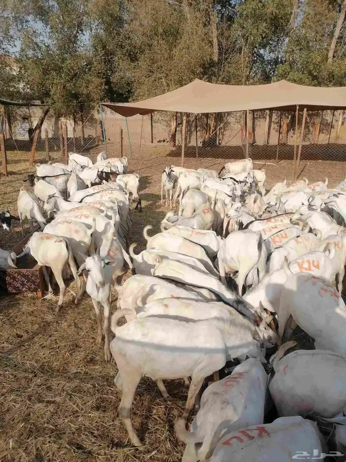 تيوس جملة وتجزئه 3