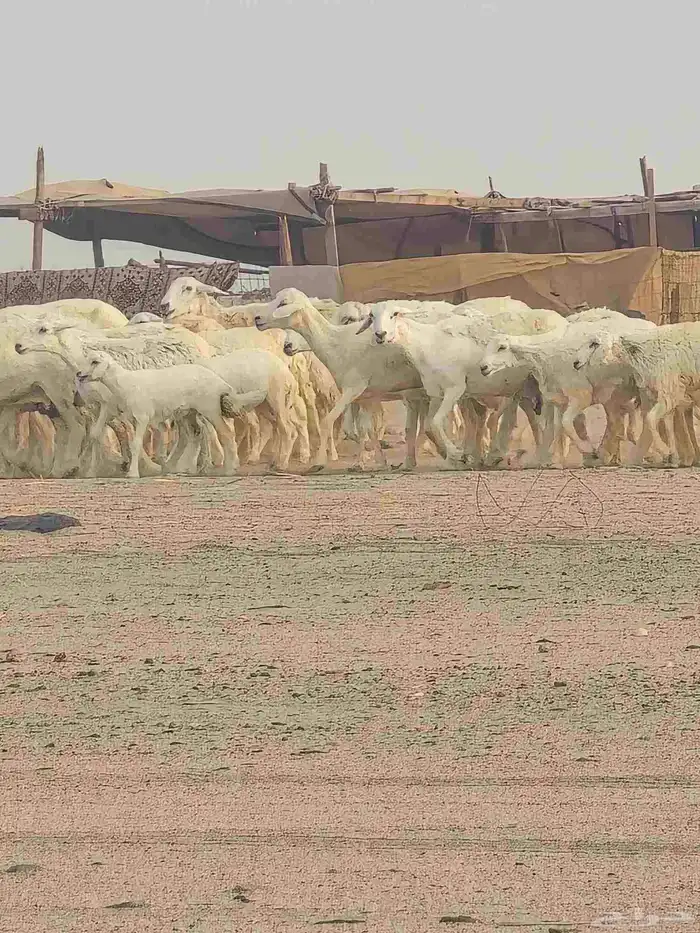 ضان خلفات وجنب 4