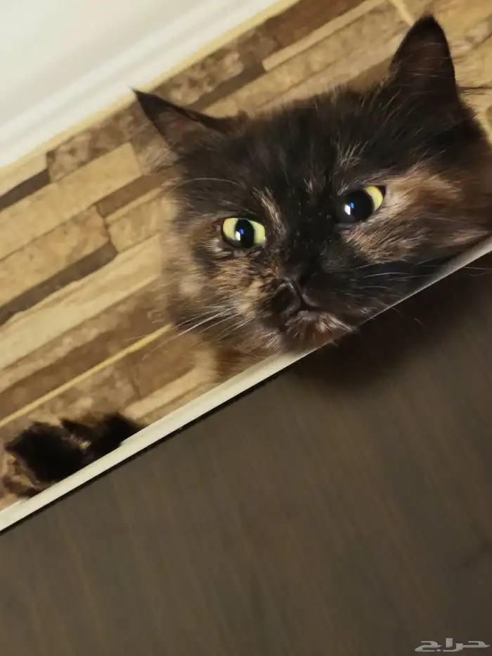 Cat For Sale للبيع قطة أليفة ونظيفة 0