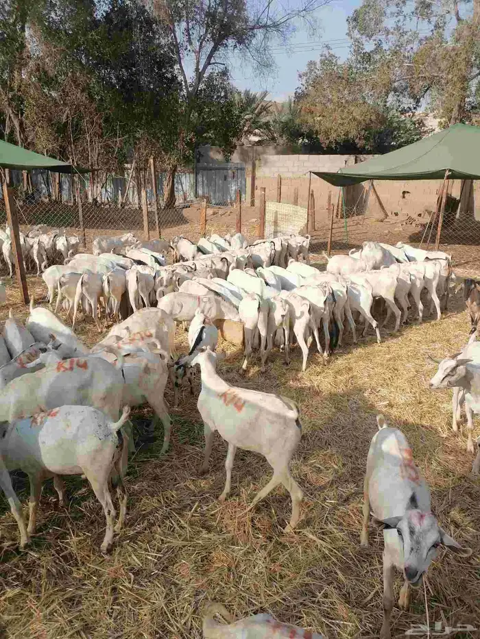 تيوس جملة وتجزئه 4