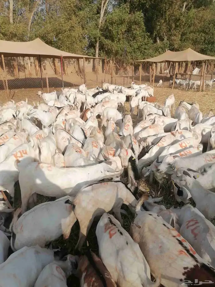 تيوس جملة وتجزئه 2