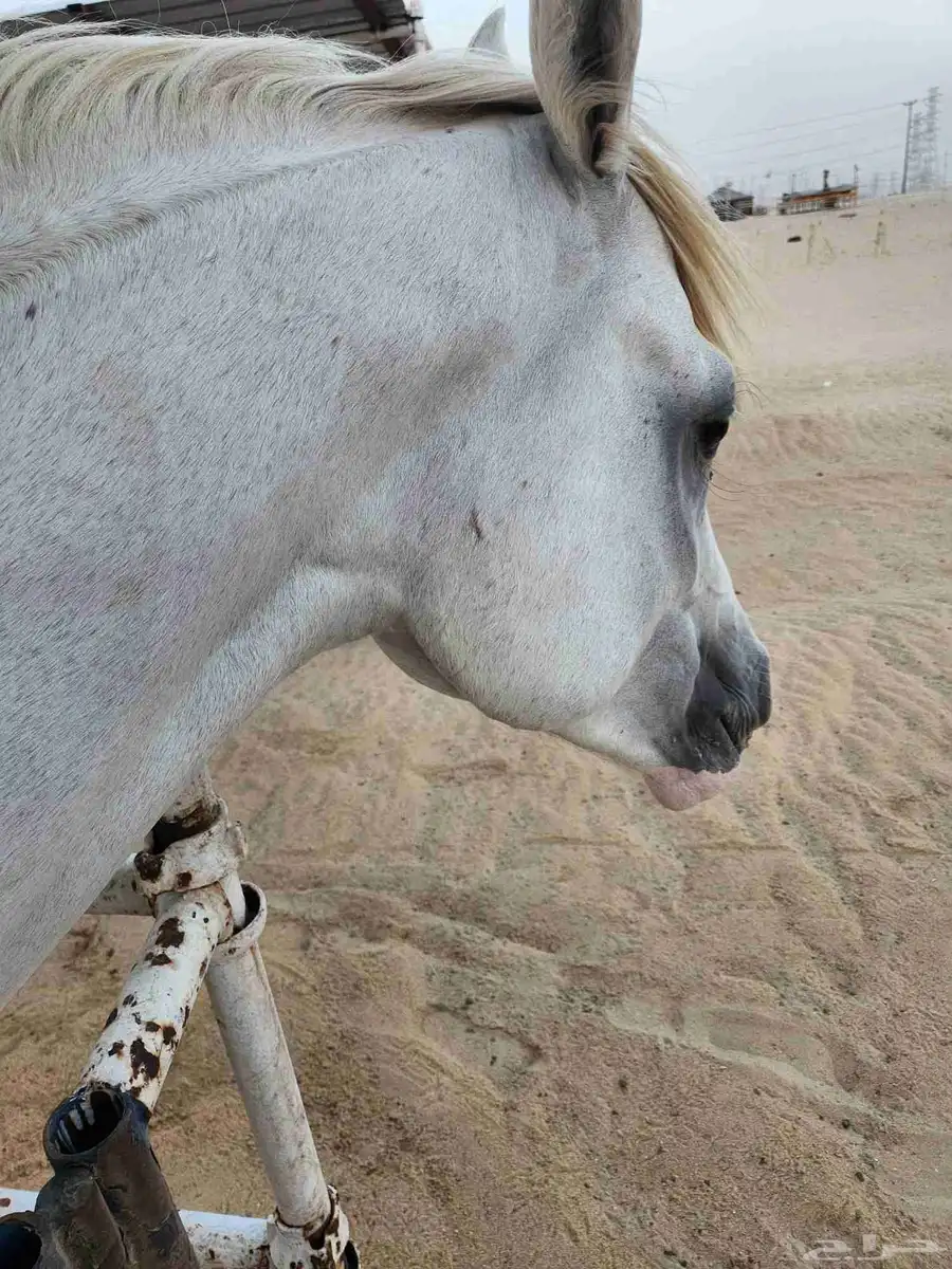 حصان شعبي للبيع 0